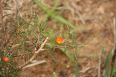 Portulaca tuberosa